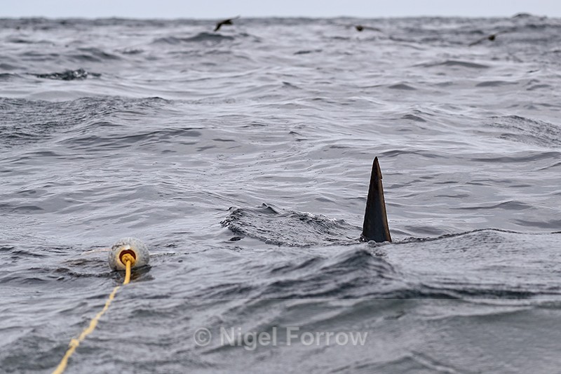 Mako Shark caudal fin / tail, at sea off Cape Point, South Africa - Shark