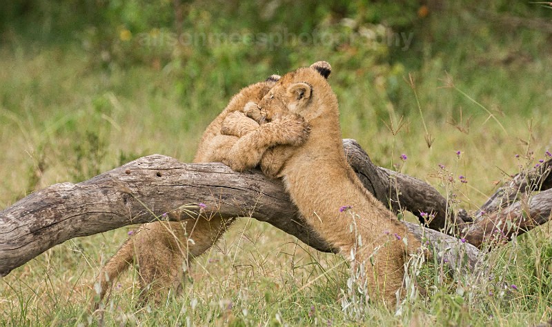  - African Safaris