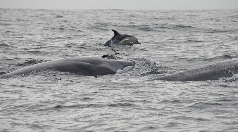 2 Fin Whales & Common Dolphin, Pico Island, Azores - WHALES & DOLPHINS ( PICO, AZORES MAY 2013 & 2014 )