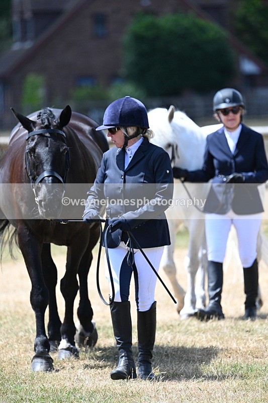 WJ7_2290 - Class 5a Most Handsome Gelding in hand (above 14.2hh)