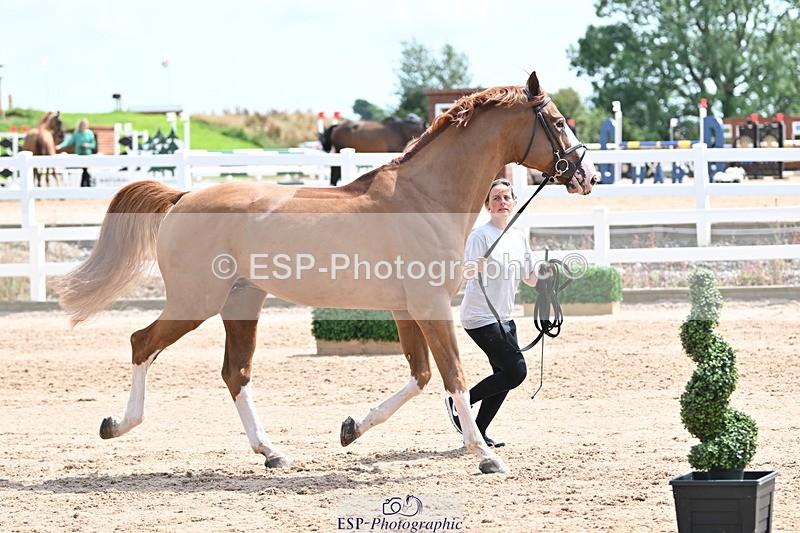 240717A-144748-02296 - Trot Up 2pm to 3pm - This folder is not in time order