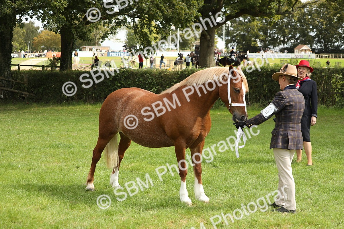 SBM_65432 - S47 - Mountain & Moorland In Hand Large Breeds