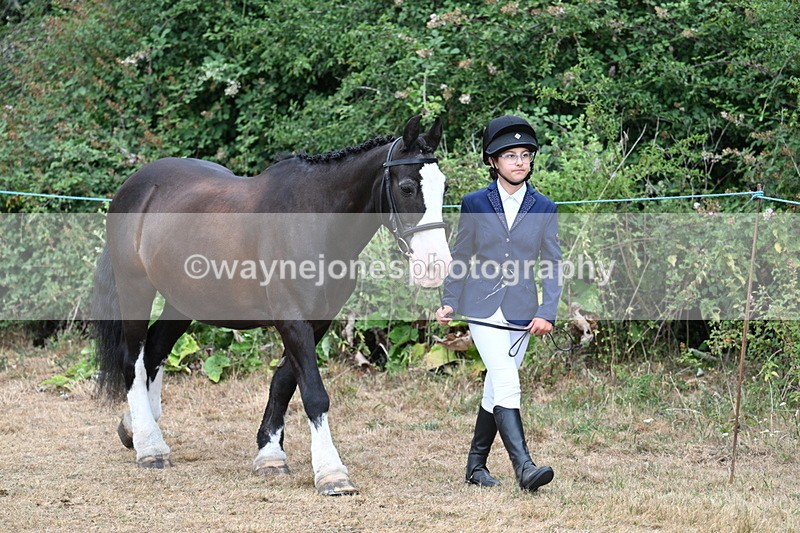 WJ7_9437 - Class 5 Most Handsome Gelding (up to 14.2hh)
