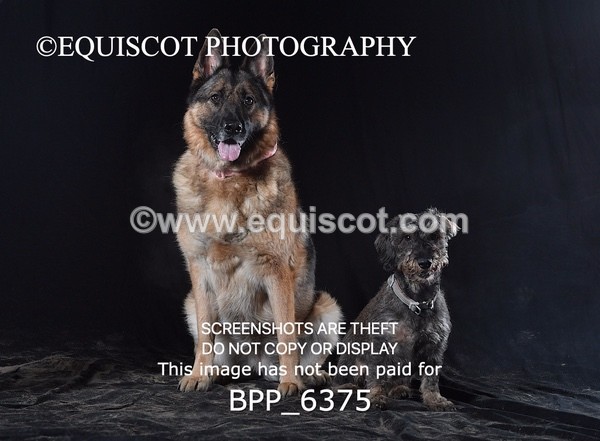 BPP_6375 - CARLA DOGS
