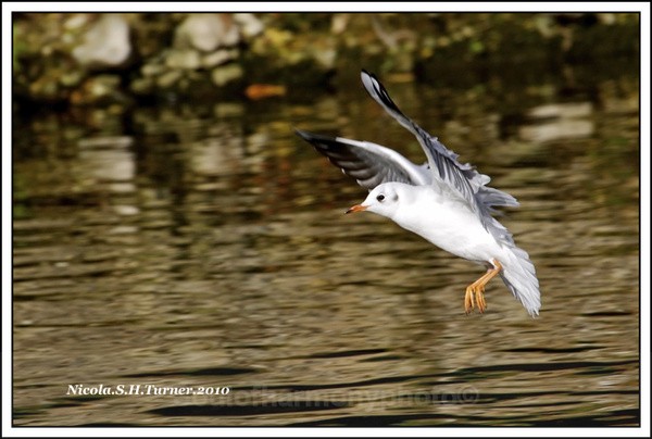 Black headed Gull. - Wildlife Wildlife
