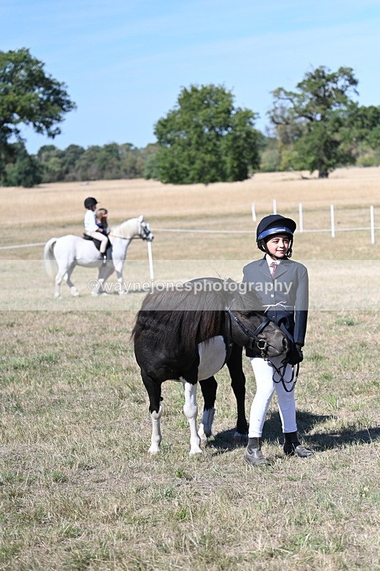 WJ7_1587 - Class 42 Most Handsome Gelding