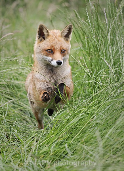  - Natures Photos with Bob Brind-Surch.