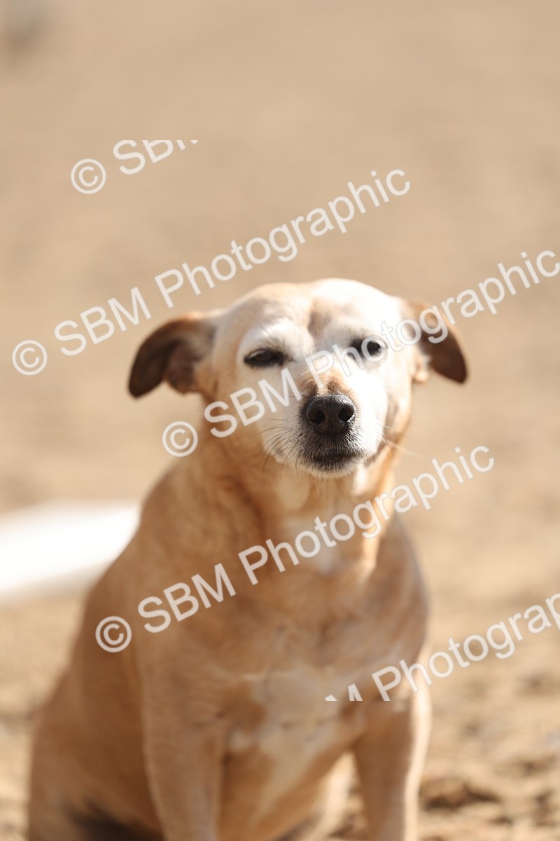 SBM_13062 - Class 305 - Ridden Foreign Breed Pure Bred