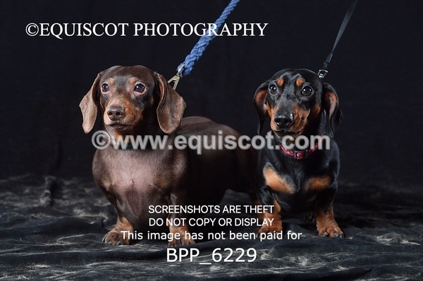 BPP_6229 - LESLEY GRANGER DOGS