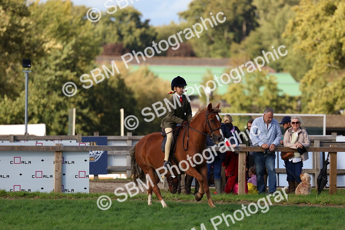 SBM_52497 - S13 - Pony Club Pony