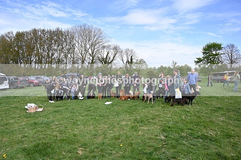 WJ6_9175 - Class 8 Best Working / Gun Dog or Bitch