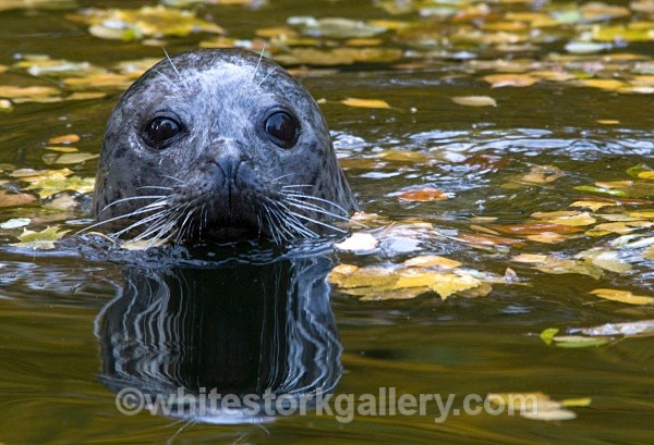 Autumn Seal - Wildlife and Animals