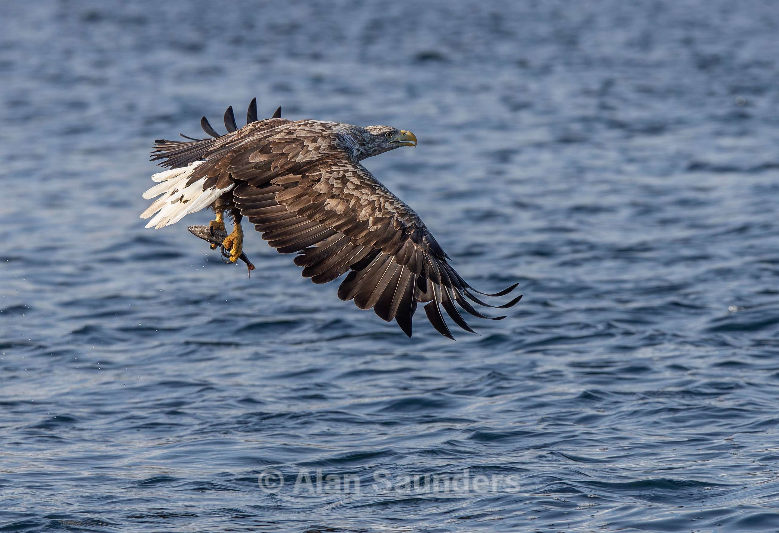 White Tailed Eagle 49