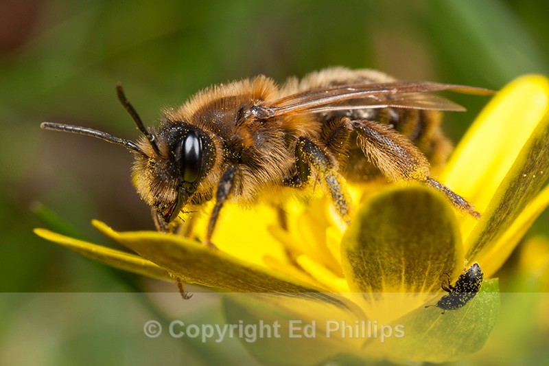 A. carantonica - Andrena carantonica