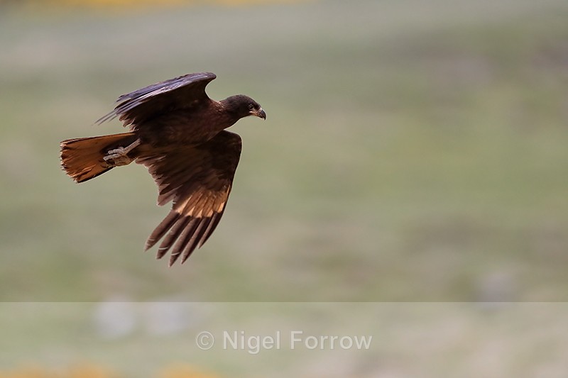 Striated Carcara flying, Carcass Island, Falklands - Striated Caracara