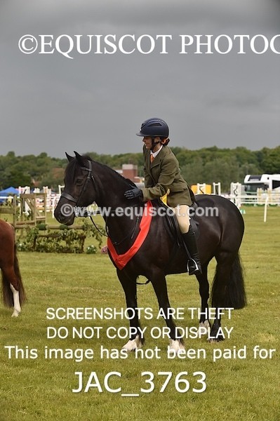 JAC_3763 - 75CM WORKING HUNTER