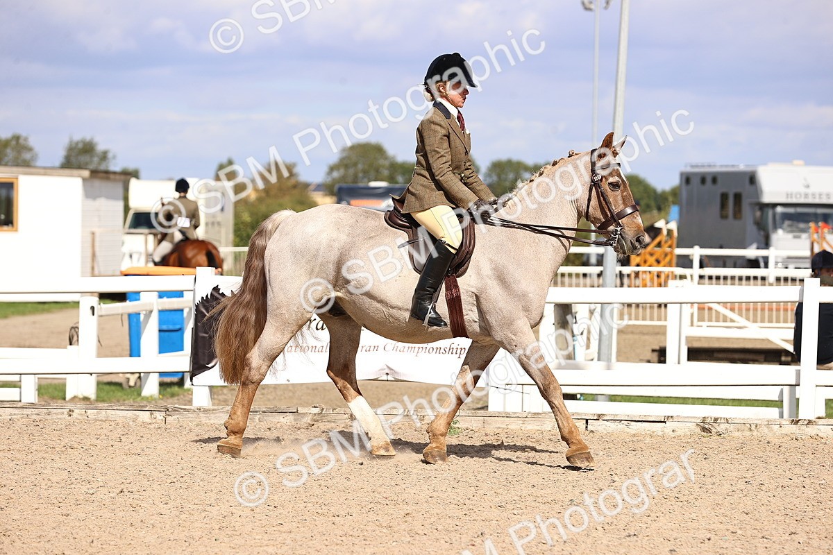 SBM_14353 - Class 412 - Handsomest Gelding (IH or Ridden)Adult