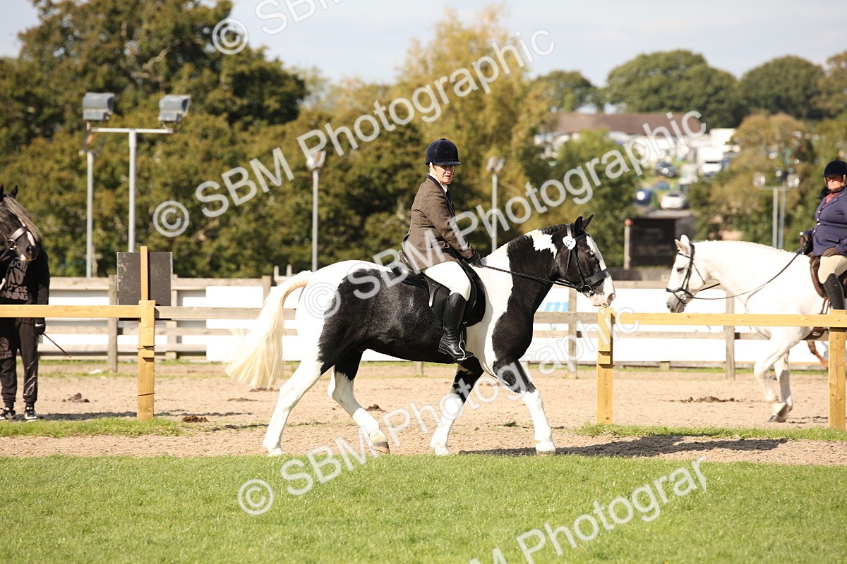 SBM_50072 - S26 - Young Veteran - Ridden