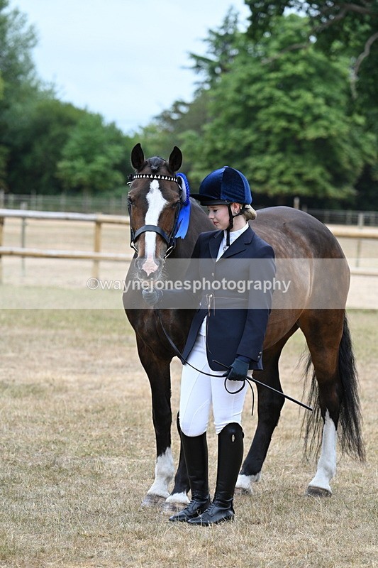 WJ7_0170 - Class 5a Most Handsome Gelding (above 14.2hh)