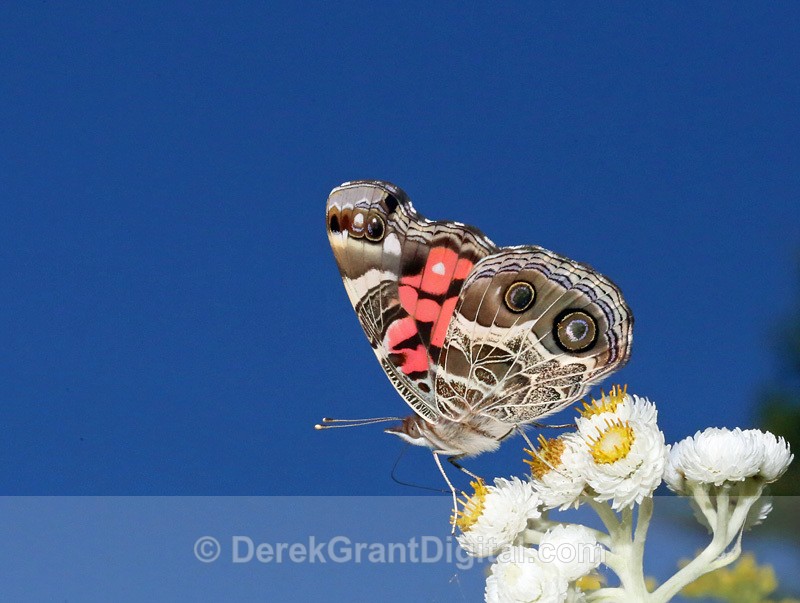 American Lady - Butterflies & Moths of Atlantic Canada