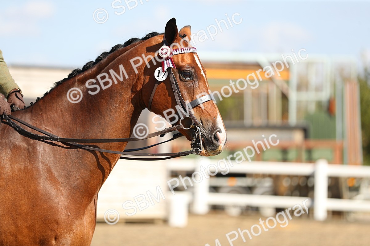 SBM_02349 - Class 43 Ridden Competition Horse/Pony