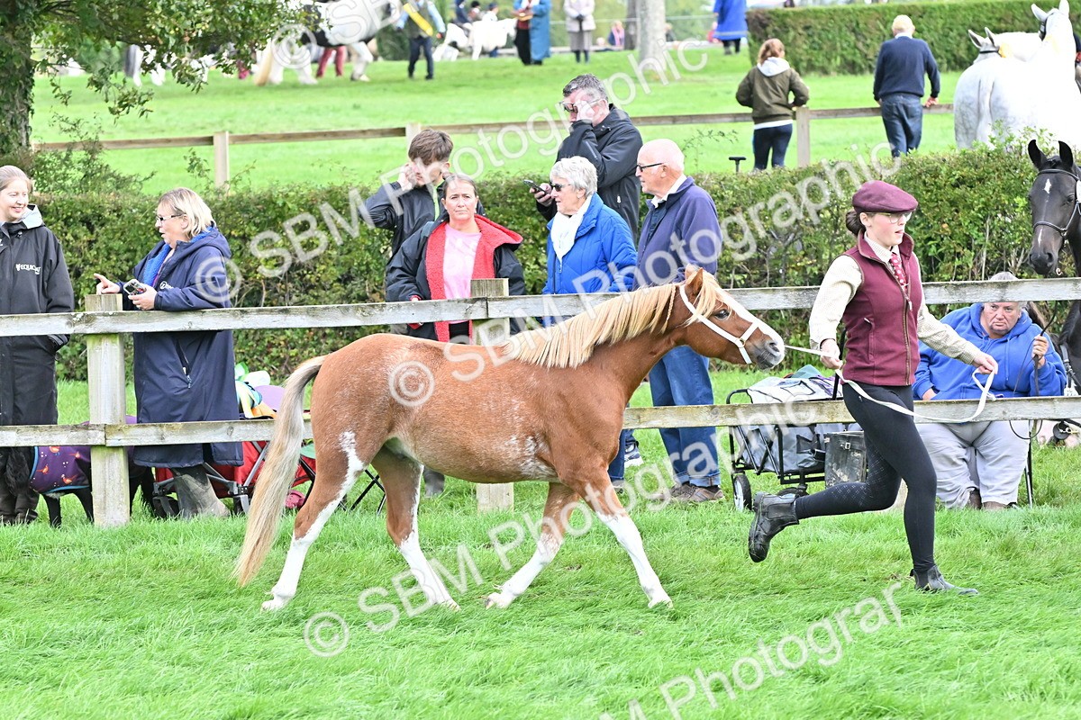 SBM_56925 - S45 - Coloured Pony In Hand
