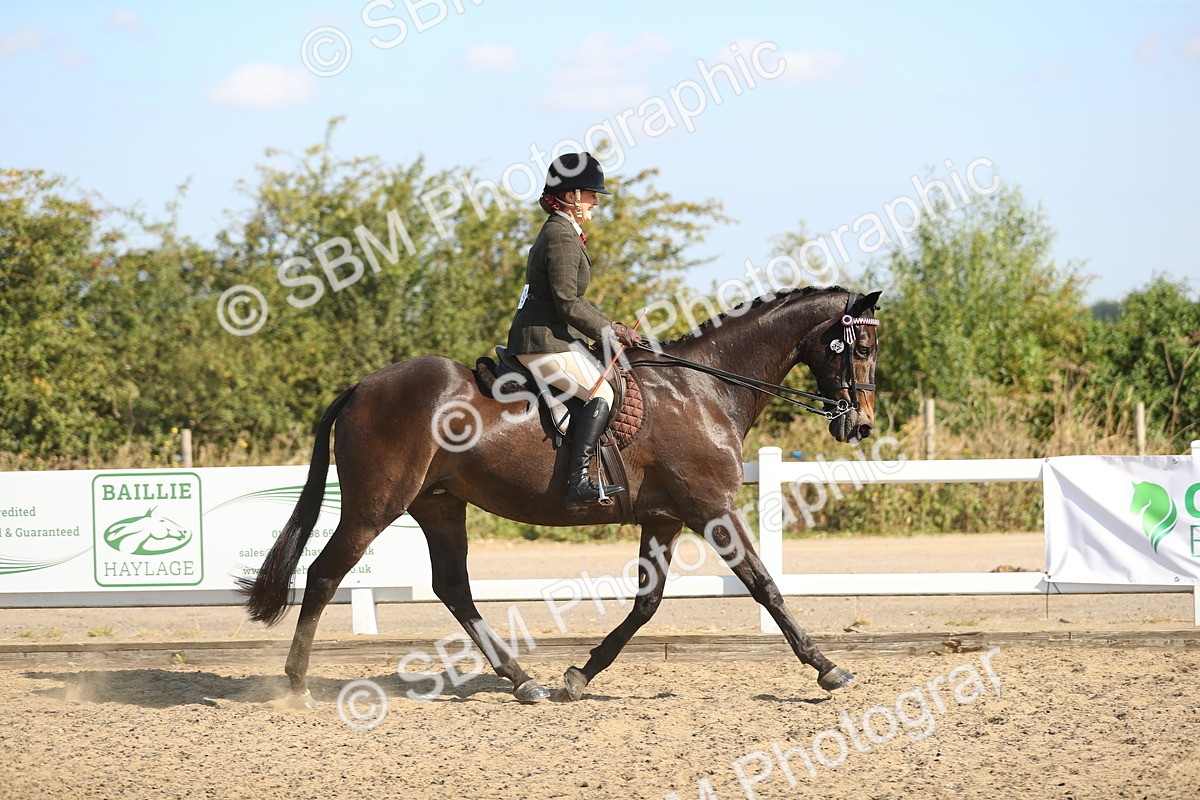 SBM_02197 - Class 43 Ridden Competition Horse/Pony