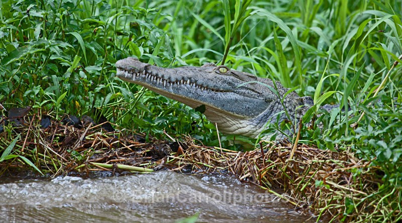 American Crocodile, Costa Rica - Costa Rican Wildlife