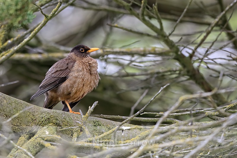 Falkland Thrush, Carcass Settlement, Falklands - Falkland (Austral) Thrush