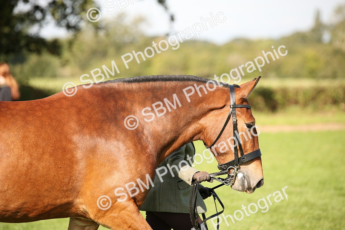 SBM_61201 - S54 - Show Cob In Hand
