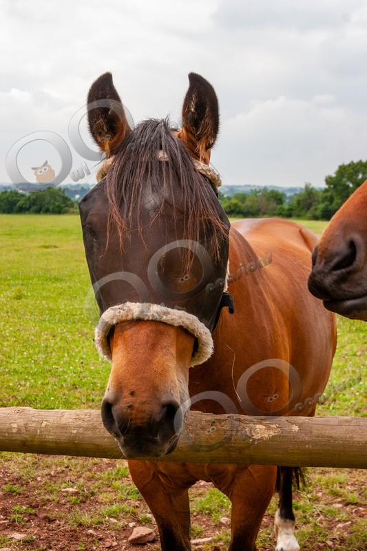 Chestnut horse_7922 - Pet Photography