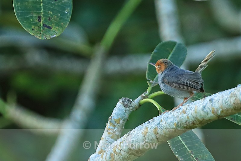 Ashy Tailorbird, Mekong Delta, Vietnam - Ashy Tailorbird