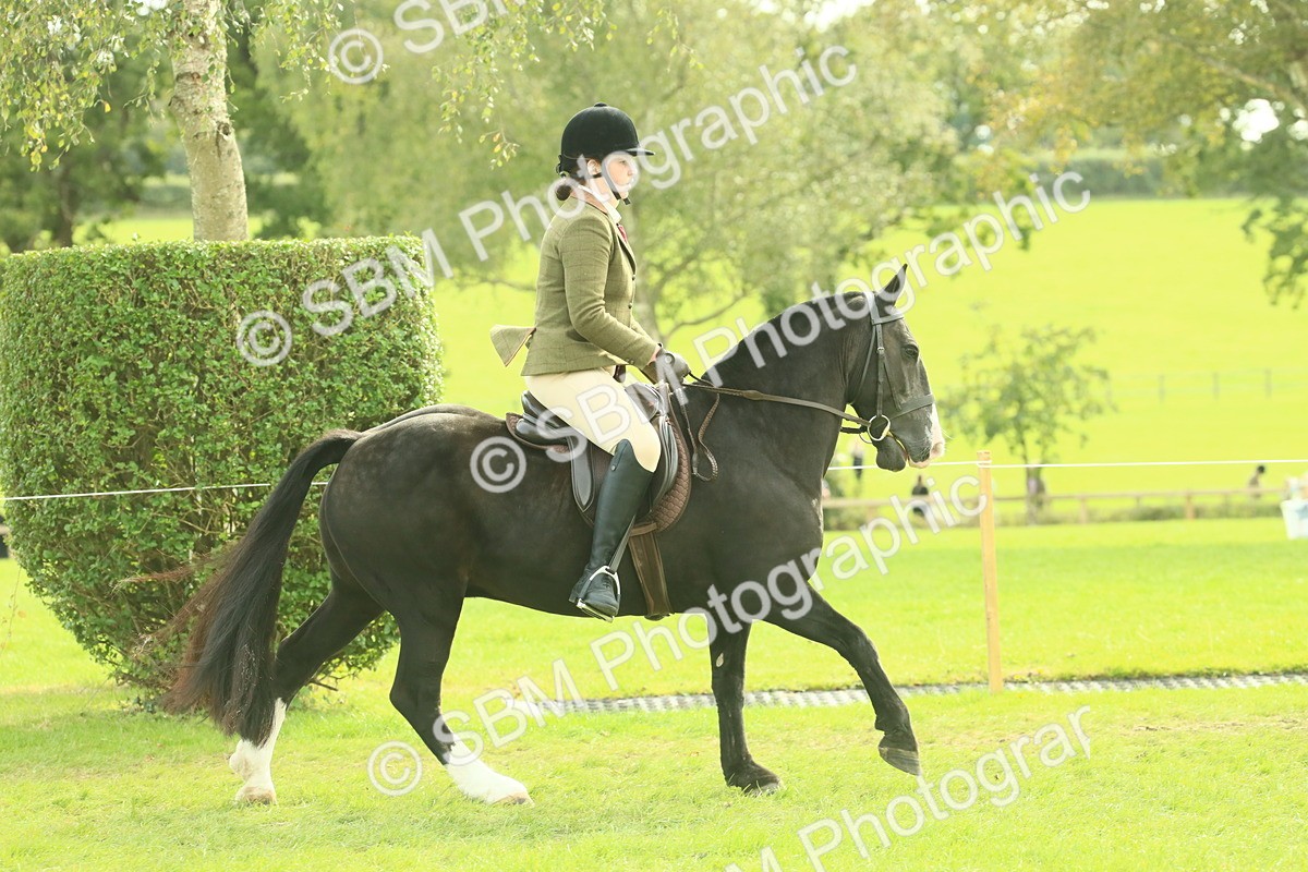 SBM_68215 - S58 - Mini Show Cob Ridden