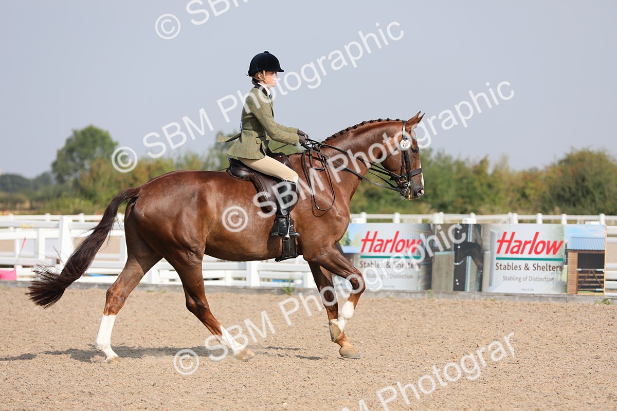 SBM_11376 - Class 305 Ridden Foreign Breeds- Pure Bred