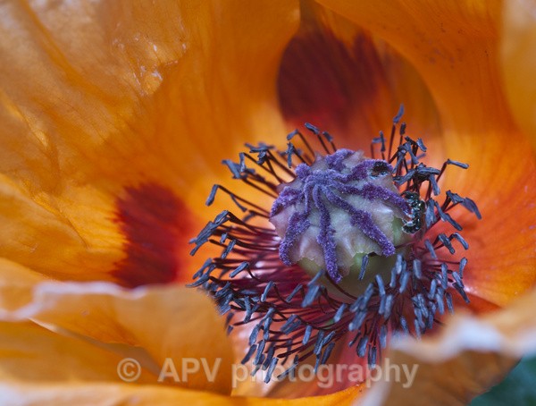  - Forde Abbey