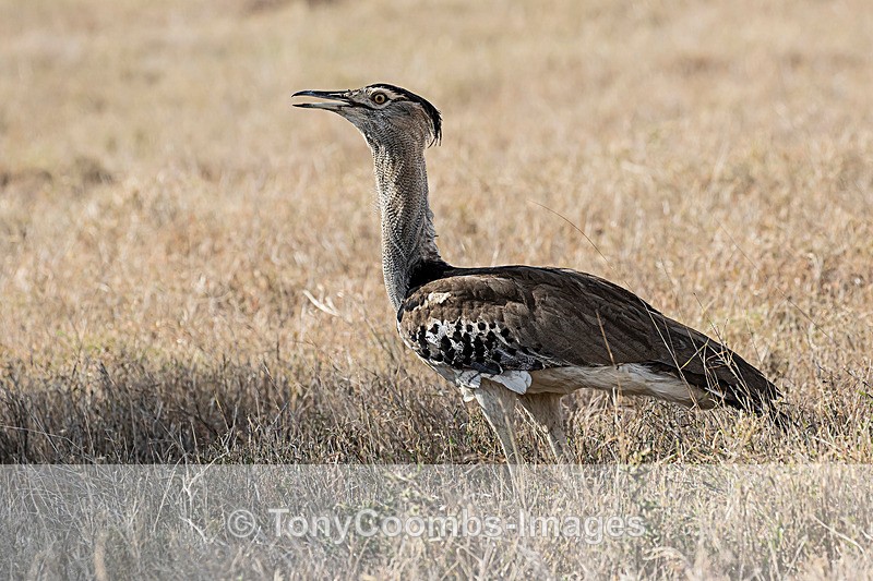 Kori Bustard - Lewa ~ Birds