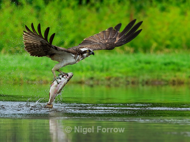 Rothiemurchus Osprey takes off with a trout - Osprey