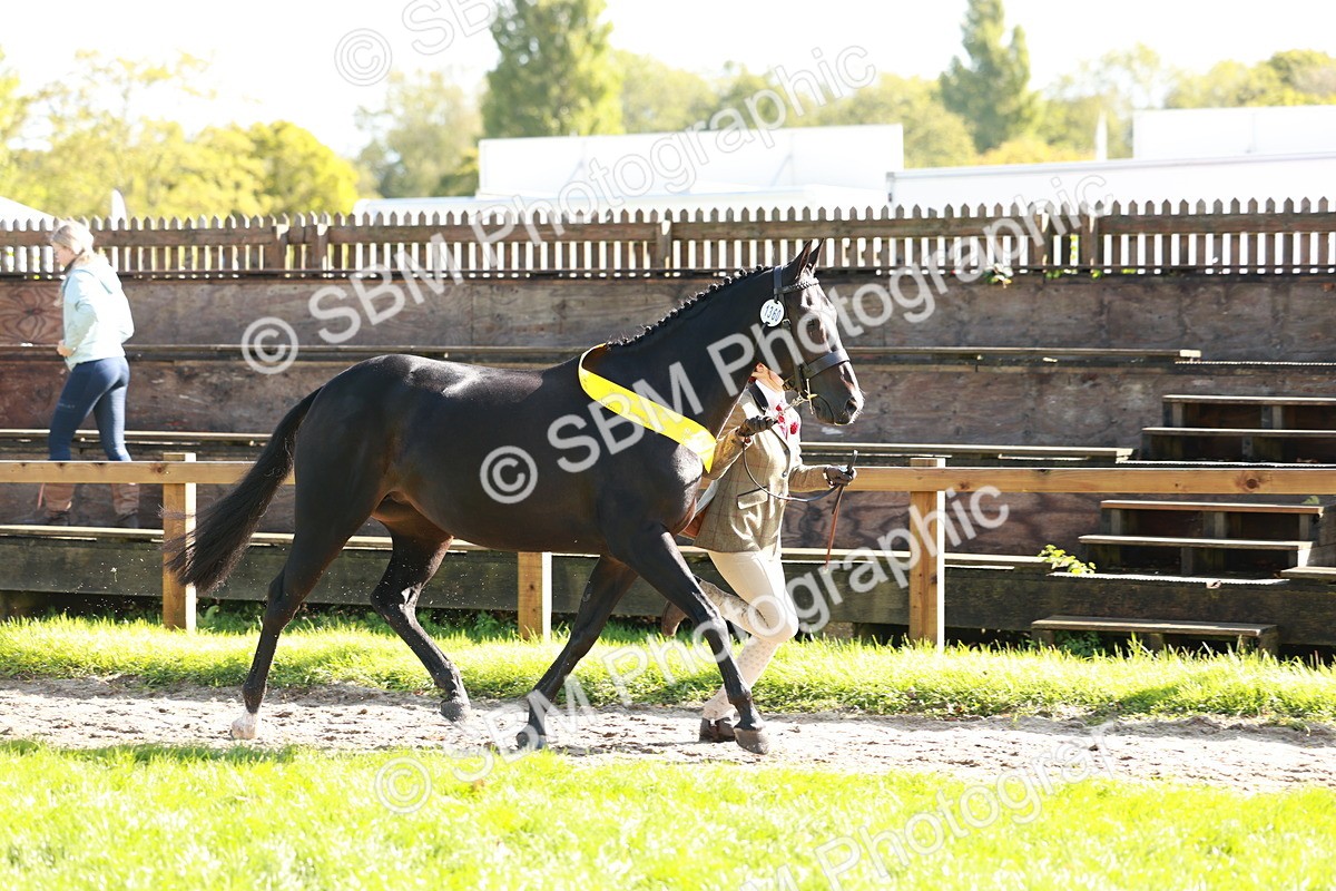 SBM_42132 - S32 - Mountain & Moorland Working Hunter Pony