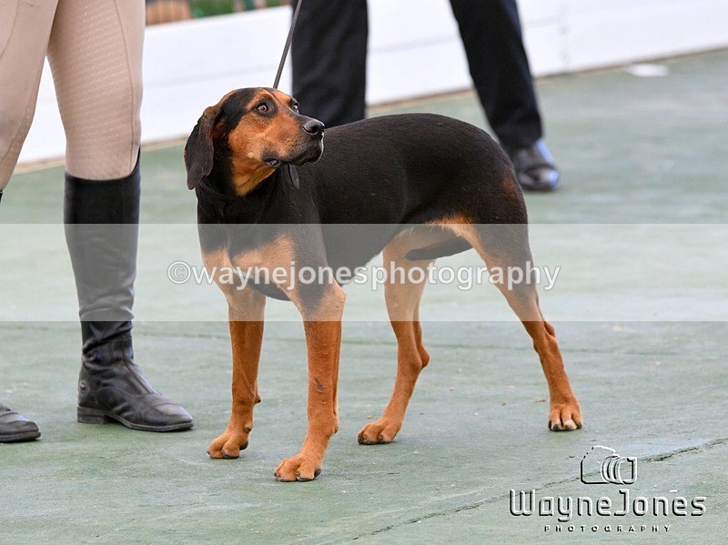 WJ5_0950 - Berks & Bucks at the Great Yorkshire Show 2025