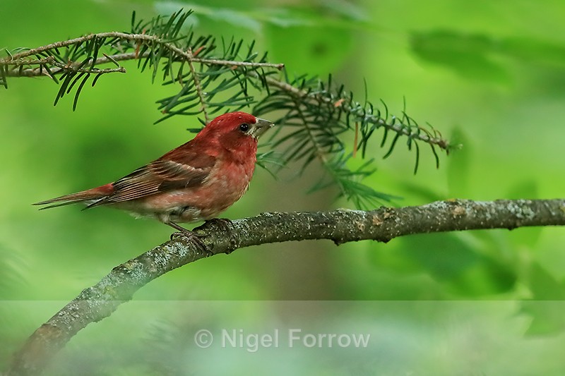 Purple Finch (male) side, Minnesota, USA - Purple Finch