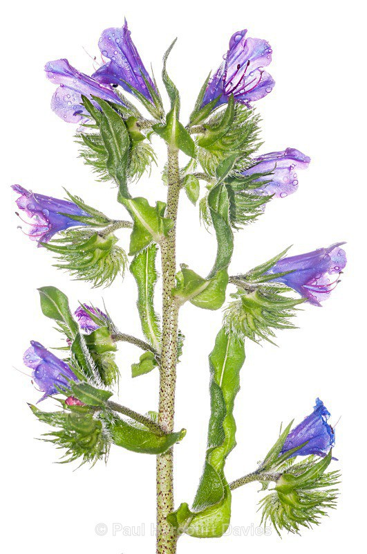 Purple viper's bugloss (Echium plantagineum) - Plants - WB
