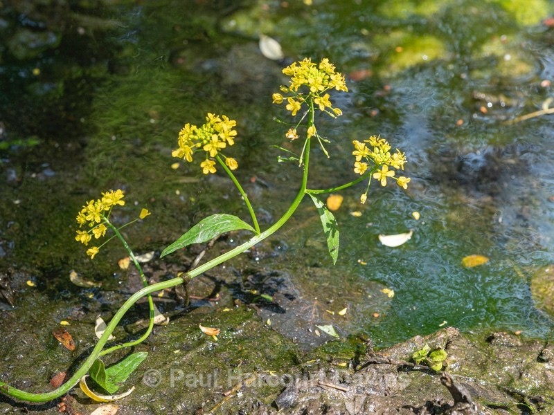 Austrian yellow-cress (Rorippa austrica) - Flower Portraits