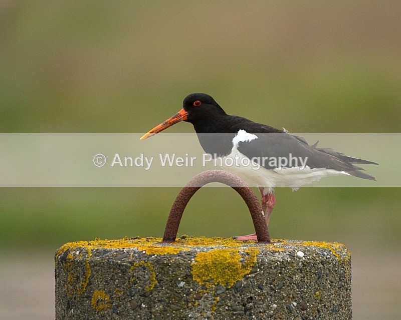 20110615-IMG_5837 - Oyster Catcher