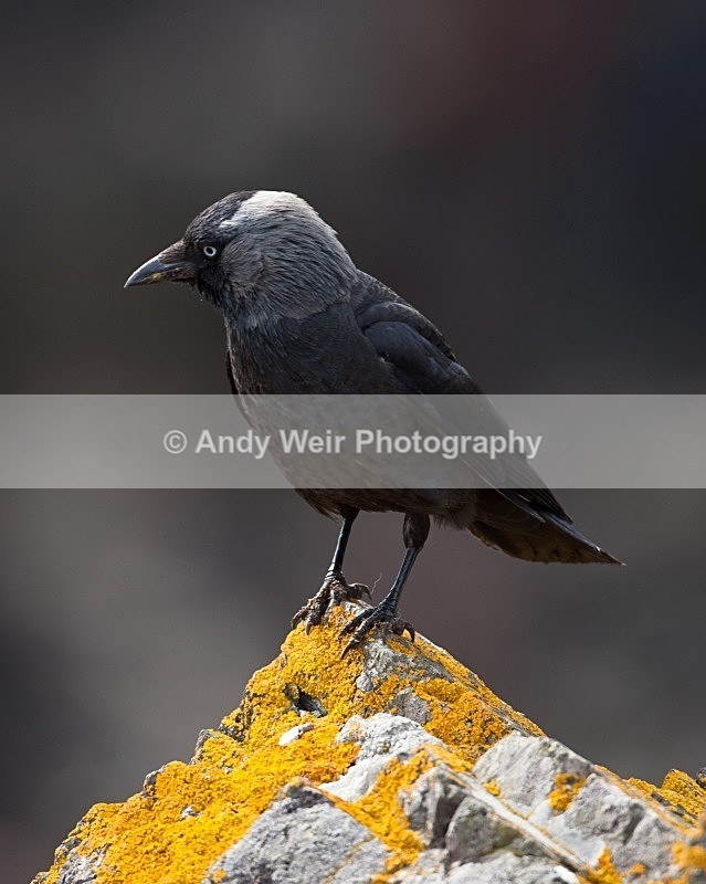 20110614-IMG_4680 - Jackdaw