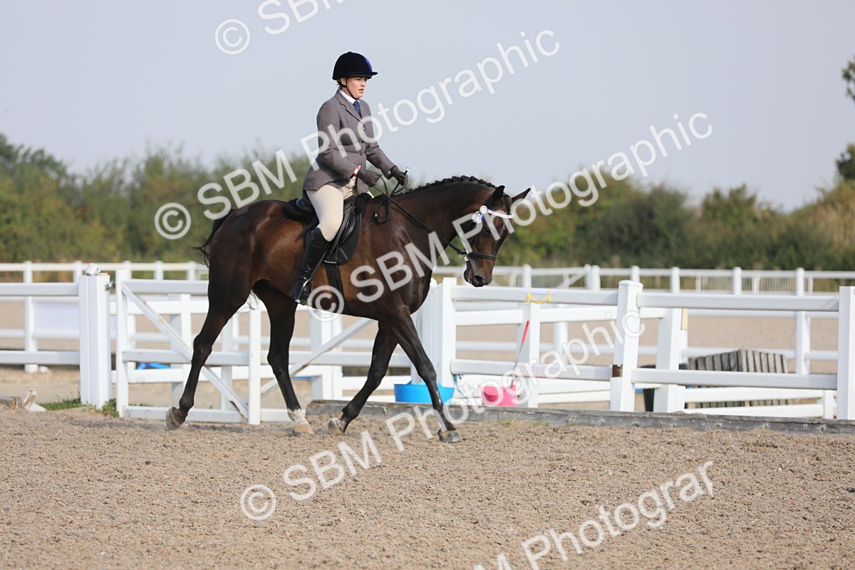 SBM_11327 - Class 305 Ridden Foreign Breeds- Pure Bred