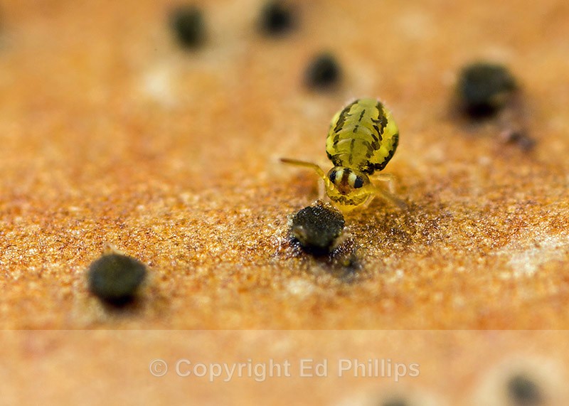 Sminthurinus elegans f. ornata - Sminthurinus elegans