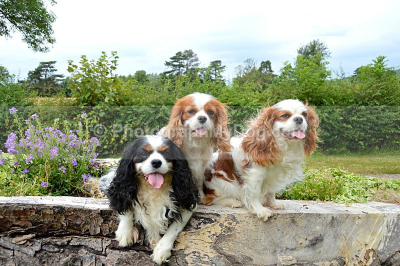  - Cavalier King Charles Spaniels