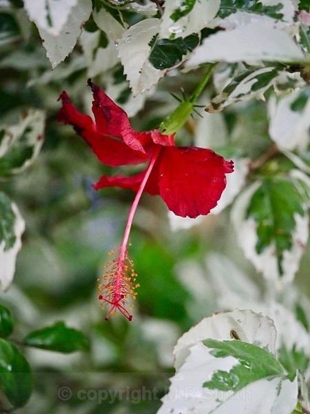 Hibiscus-Sth Africa - MACRO & CLOSE UPS