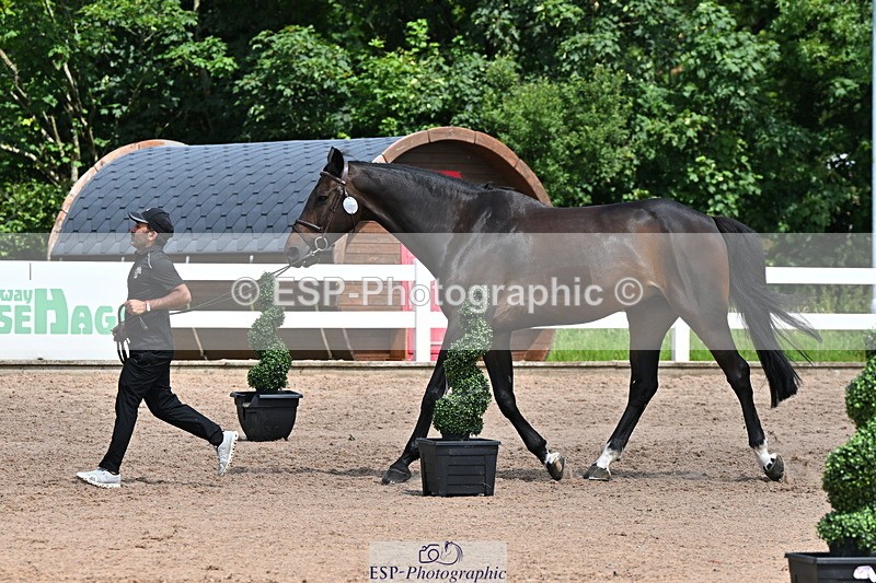 240718A-105259-01406 - Trot Up 12pm to 1pm