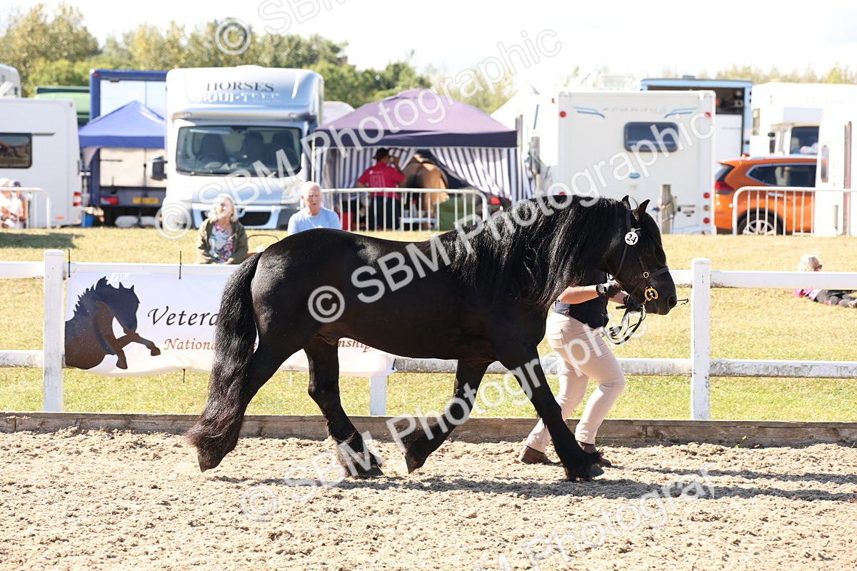 SBM_13894 - Class 205 - IH Show Pony - Show Hunter Pony
